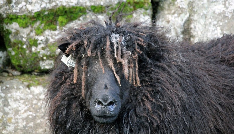 Ræktun á brúskfé