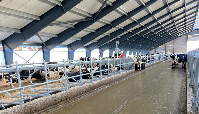 Fagþing dönsku nautgriparæktarinnar 2024 – Þriðji hluti