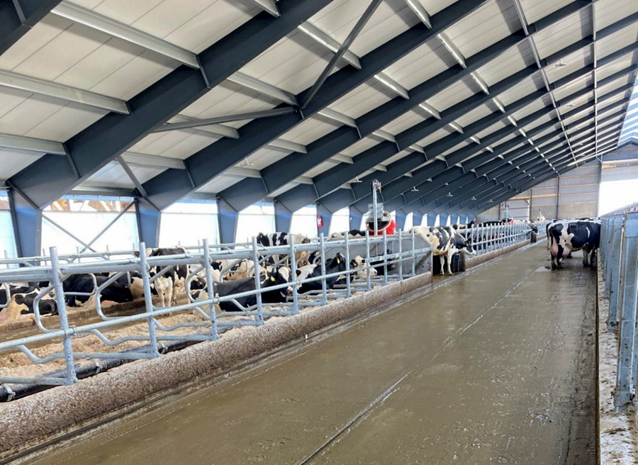 Það getur munað miklu á köfnunarefnislosun kúabúa eftir hönnun og vinnubrögðum þar sem fastir flórar eru.