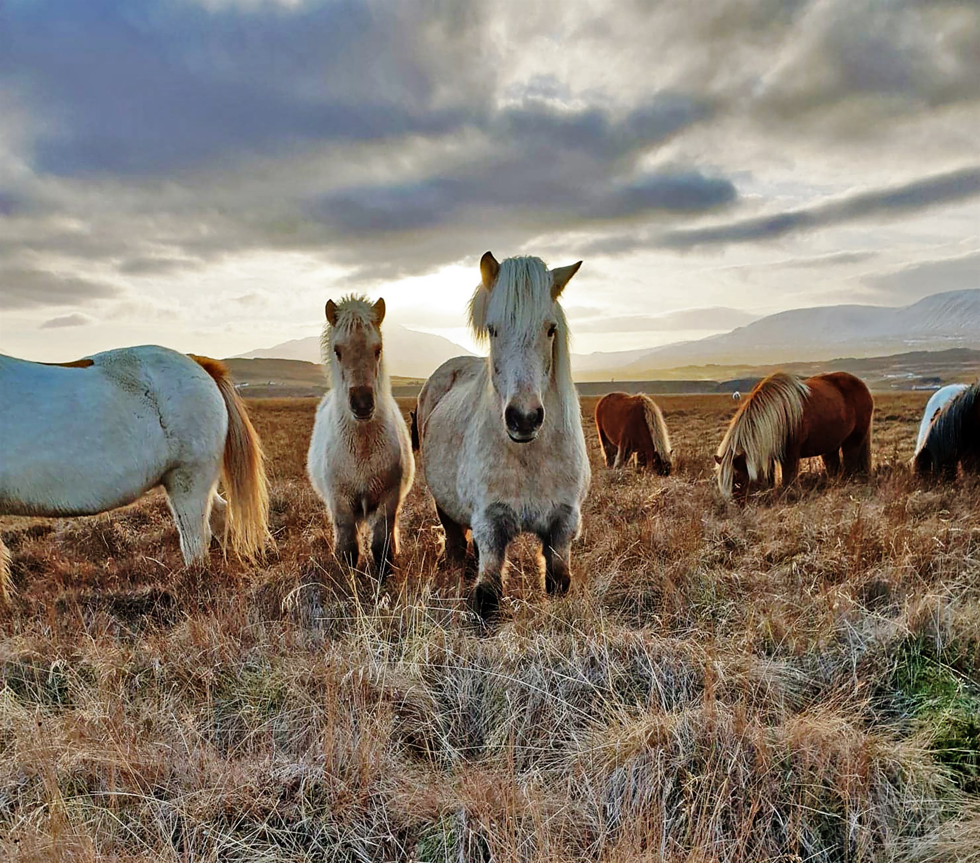 Markmið Hagagæða er að landgæði rýrni ekki við nýtingu beitarlands