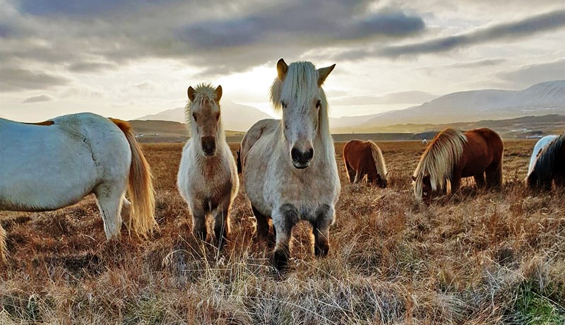 Markmið Hagagæða er að landgæði rýrni ekki við nýtingu beitarlands
