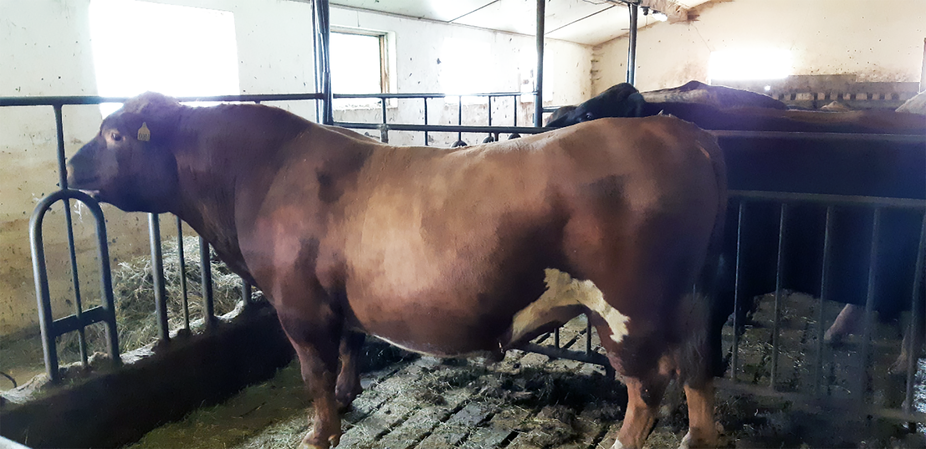 Hreinni nautgripir þrífast betur