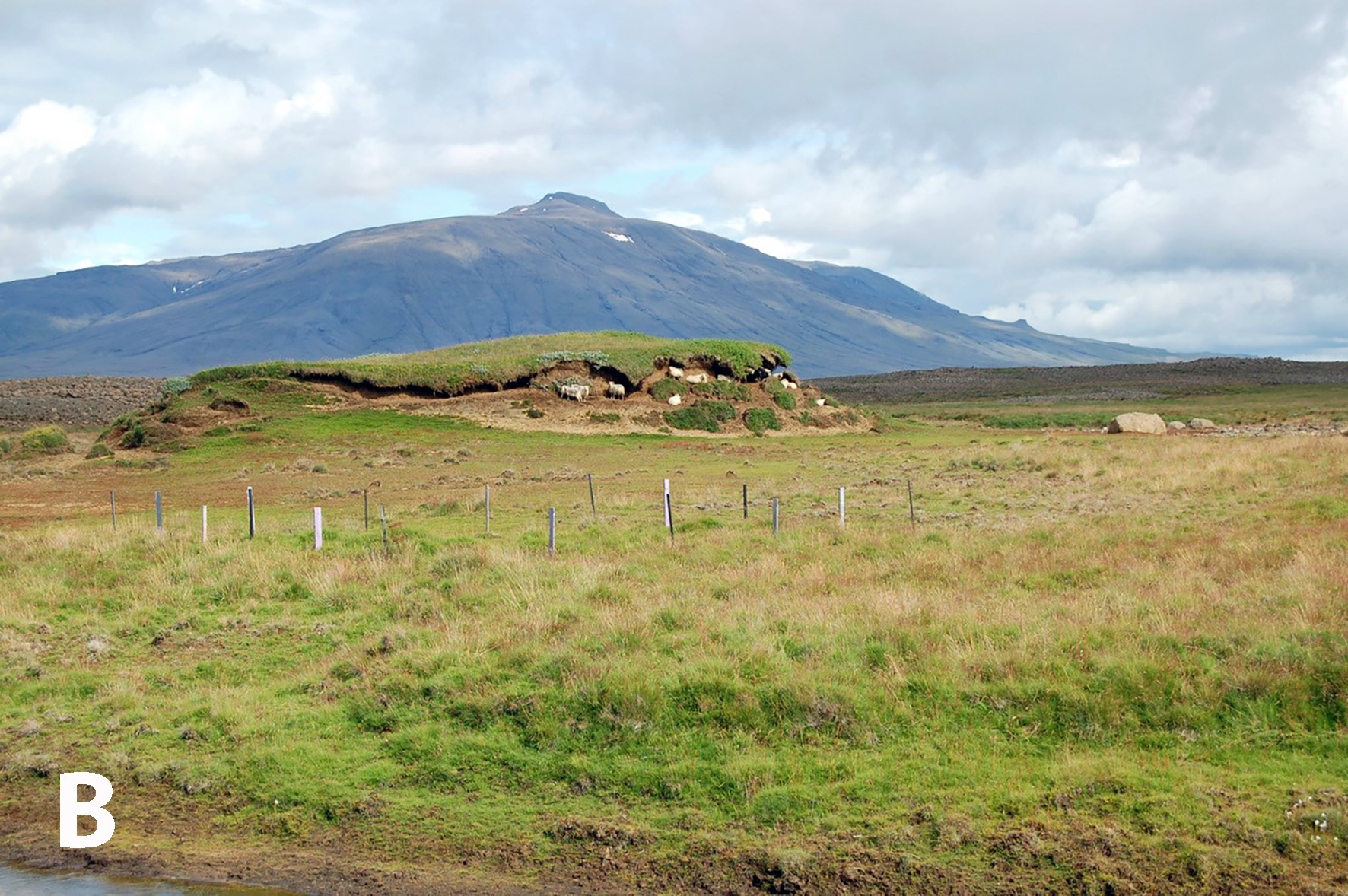 Af skotvopnum og grasbítum