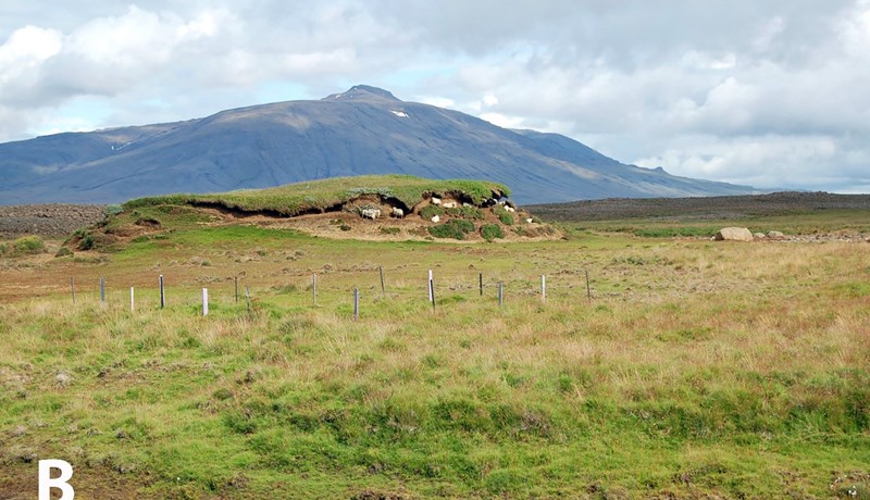 Af skotvopnum og grasbítum