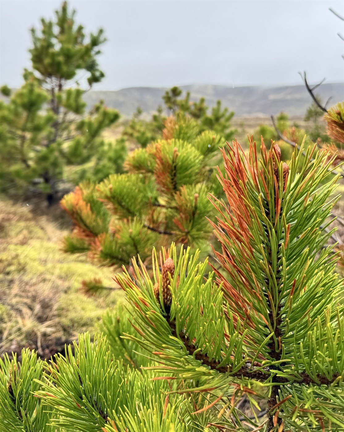 Þurrkskemmdir á trjám að vori