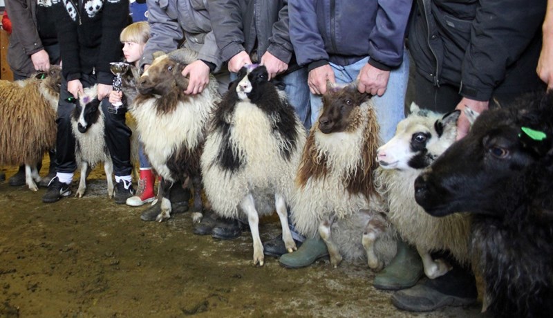Fjölbreytileiki íslenska sauðfjárins