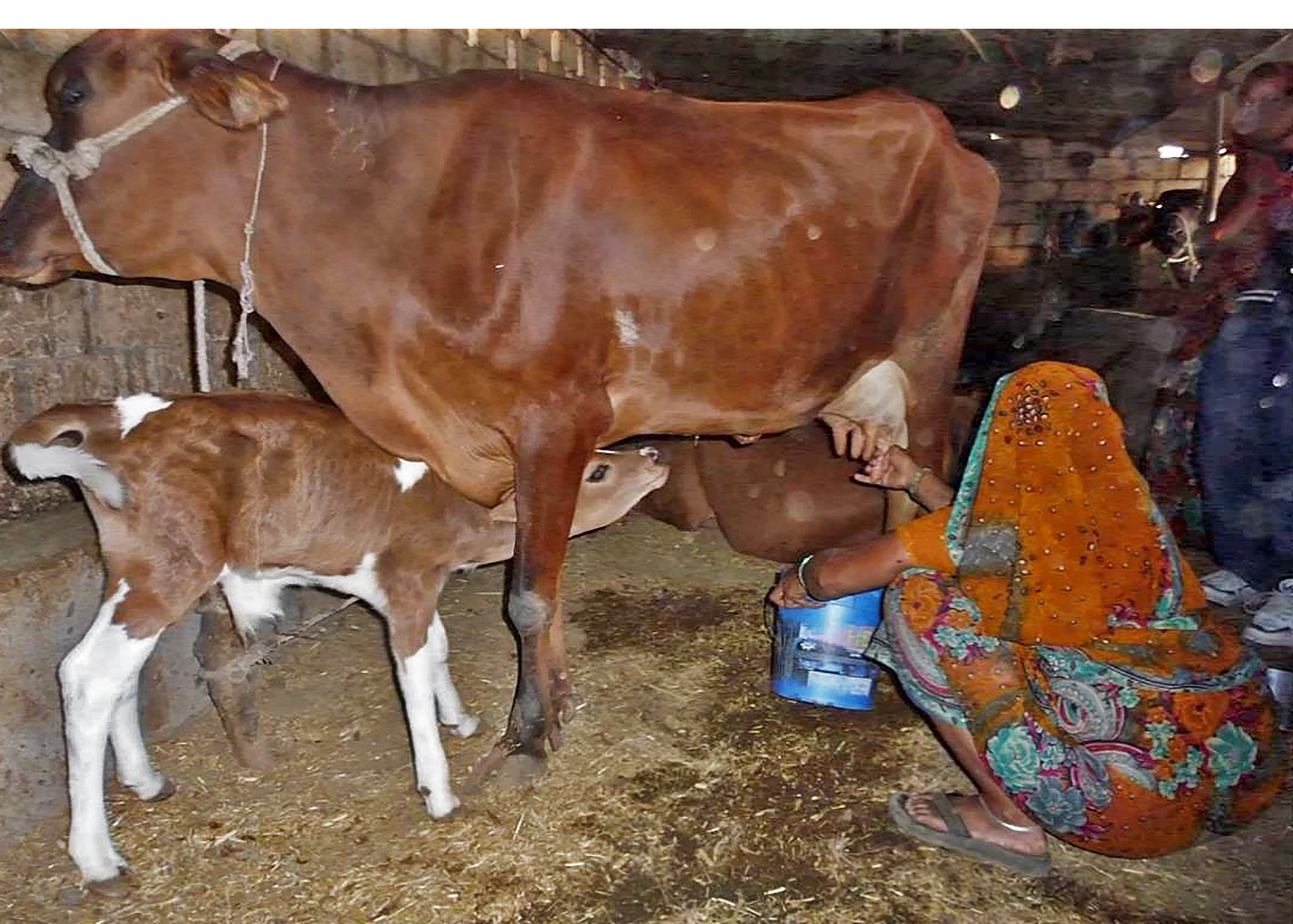 Sótspor mjólkurframleiðslu – Leiðir til minnkunar 