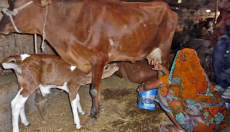 Sótspor mjólkurframleiðslu – Leiðir til minnkunar