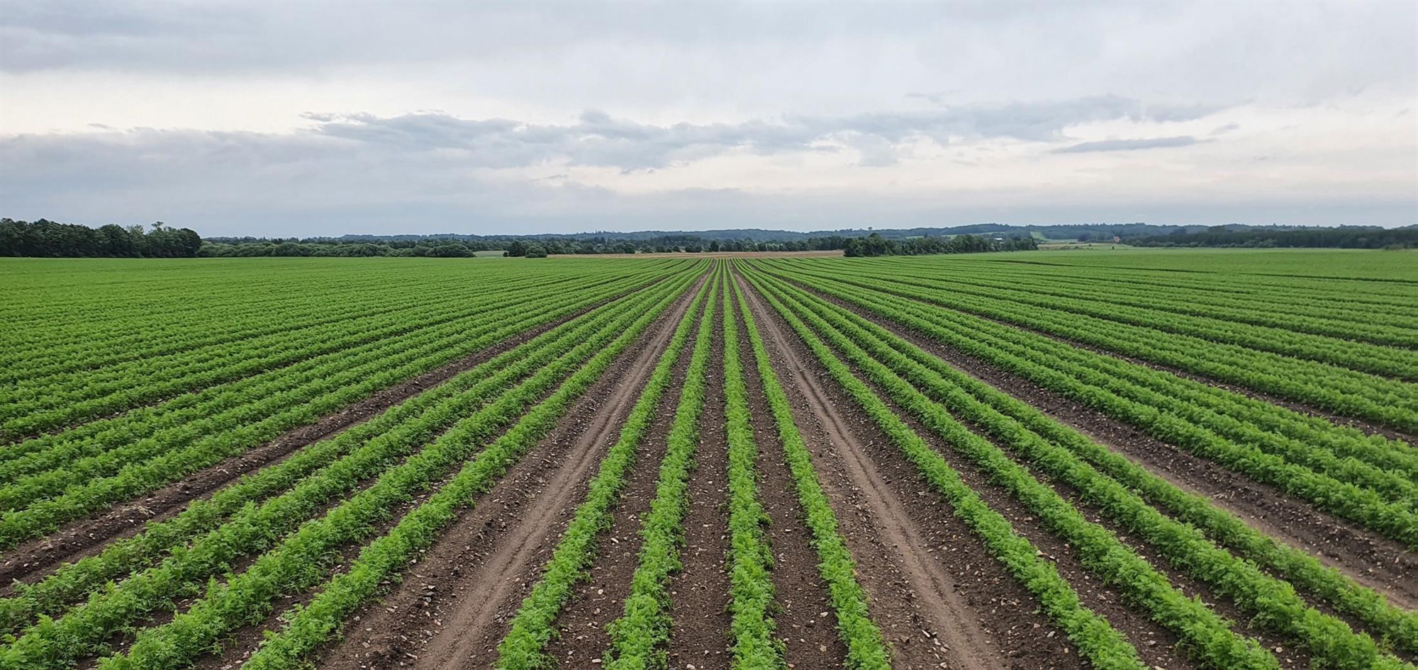 Danir hafa háleit markmið í lífrænni ræktun