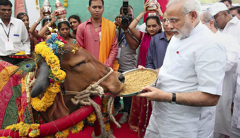 Griðasvæði kúa á Indlandi