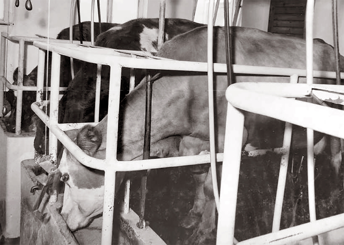 Kynnti nútímavæðingu útihúsa í sveitum