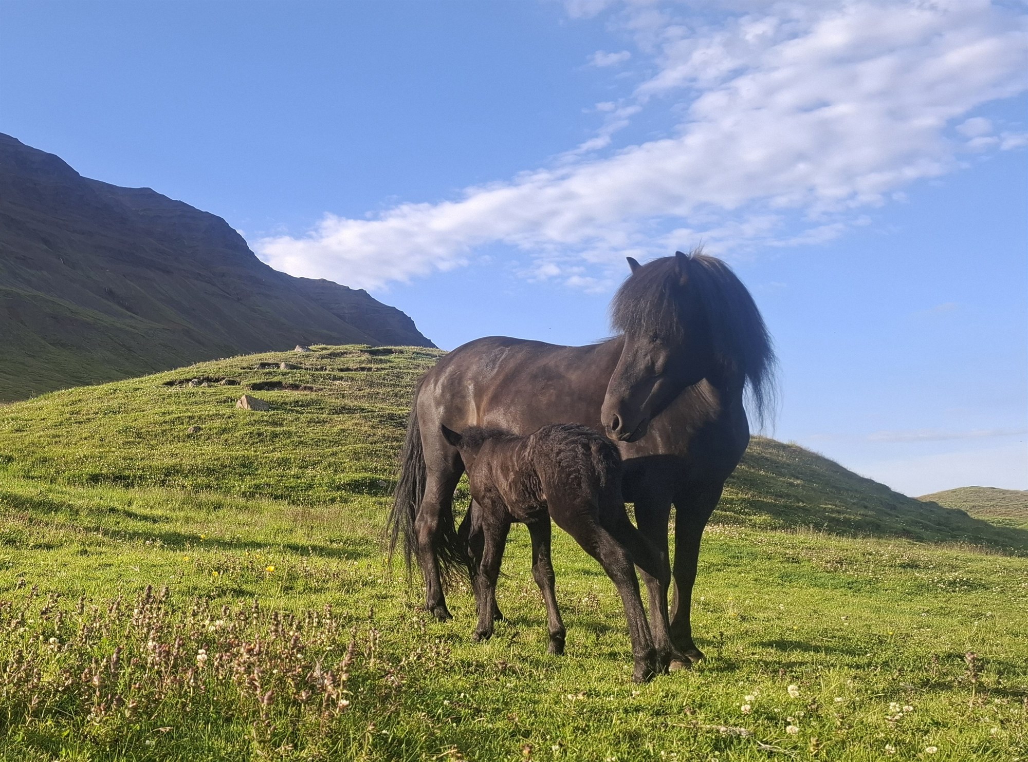 Kynbótasýningar vorsins