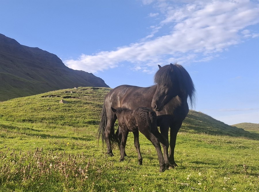 Móðir og afkvæmi.