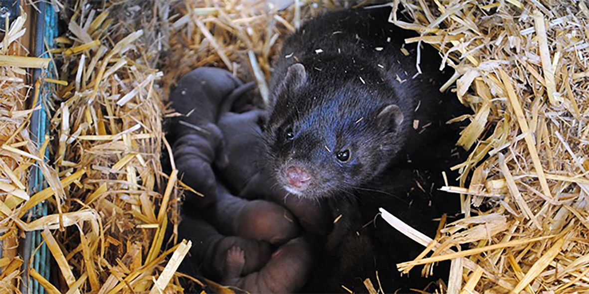 Loðdýrarækt dregur úr kolefnisspori Íslendinga