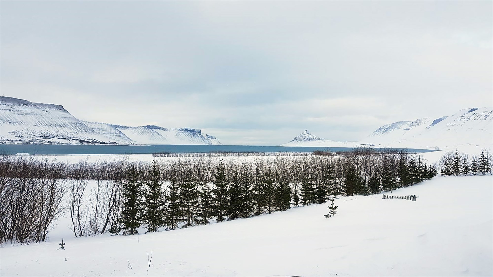 Fjölbreytileiki er meðal stærstu styrkleika skógræktar