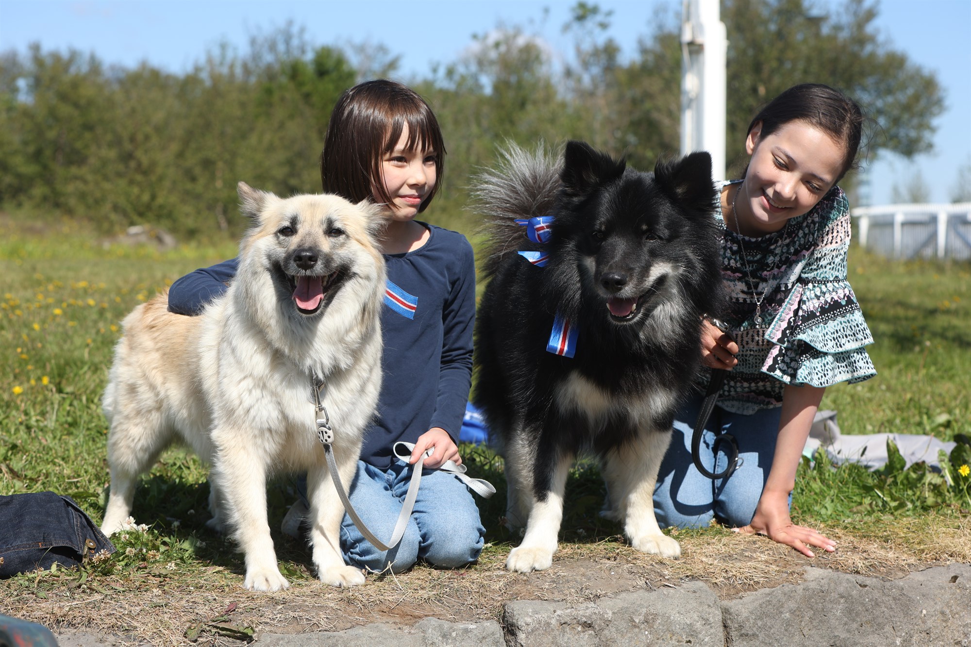 Dagur íslenska fjárhundsins