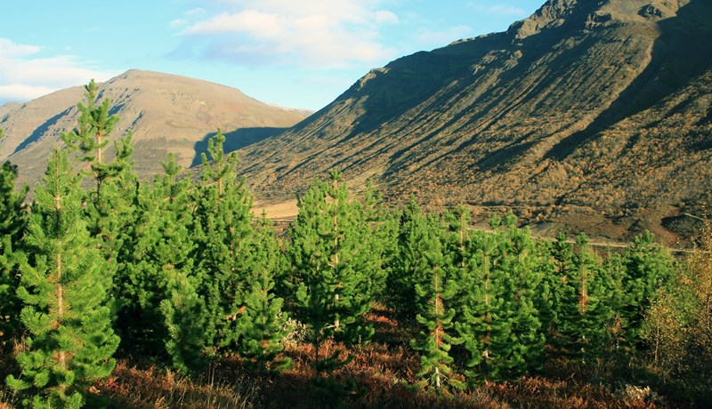 Sýnum fyrirhyggju – metum áhrif stafafuru og sitkagrenis