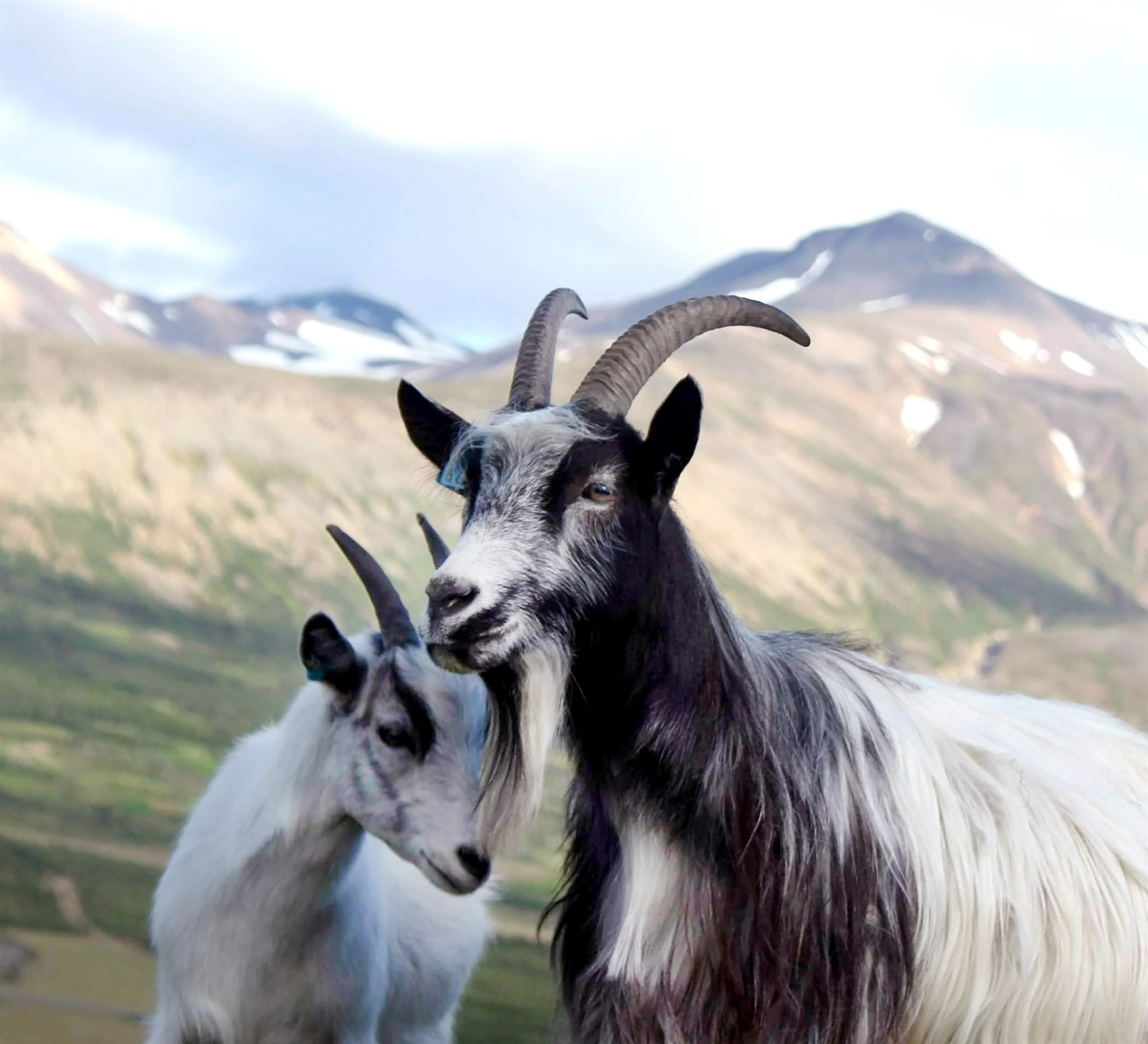 Í startholum með að framleiða skyr og gríska jógúrt úr geitamjólk