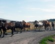 Yfirlýsing hestamanna vegna samgönguáætlunar 2026–2040