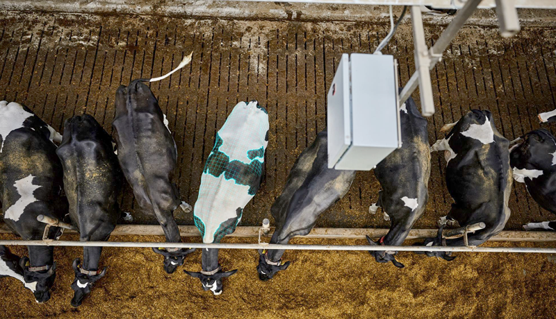 Fagþing dönsku nautgriparæktarinnar 2023 - Þriðji hluti