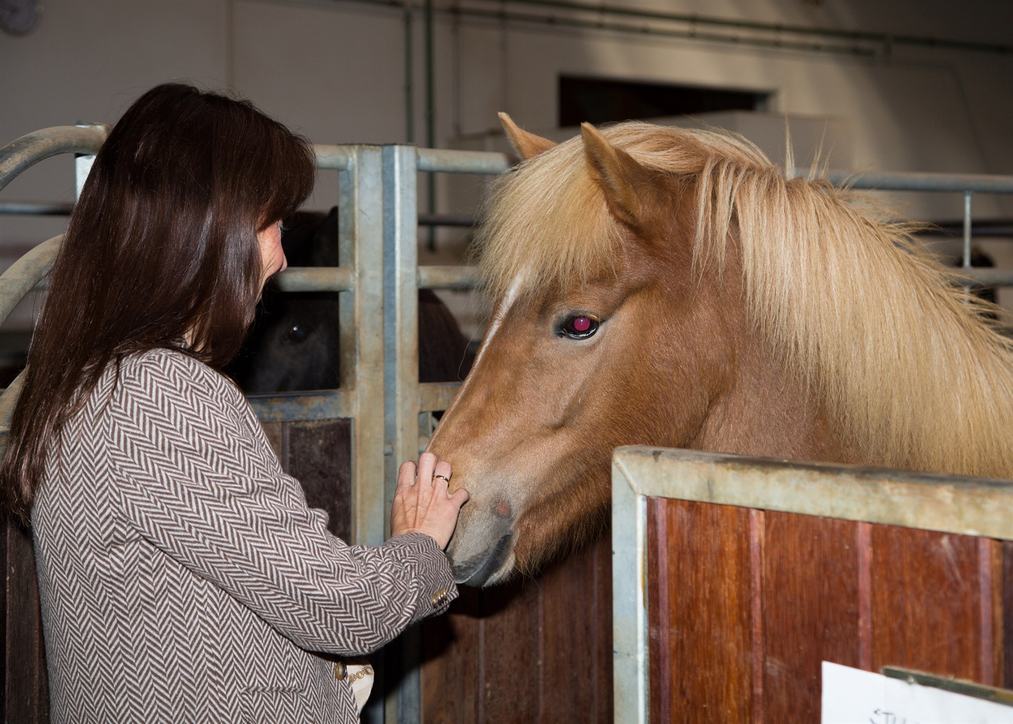 Hestafræðideildin eflist