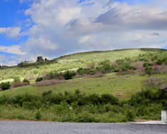 Framandi tegundir í sjónmáli