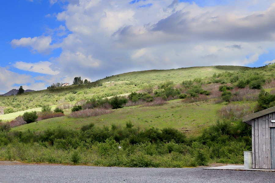 Dauðir gulvíðibrúskar í þjóðgarðinum í Skaftafelli eftir innrás asparglytta sem fannst fyrst þar árið 2014. 