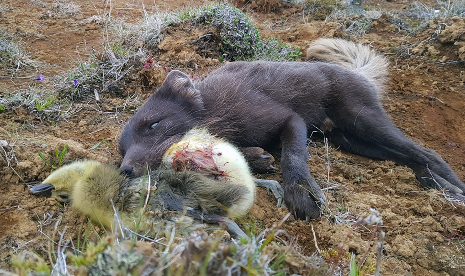 Refaveiðar og vargeyðing