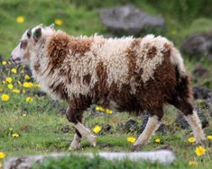 Lambið stendur allt fyrir sínu