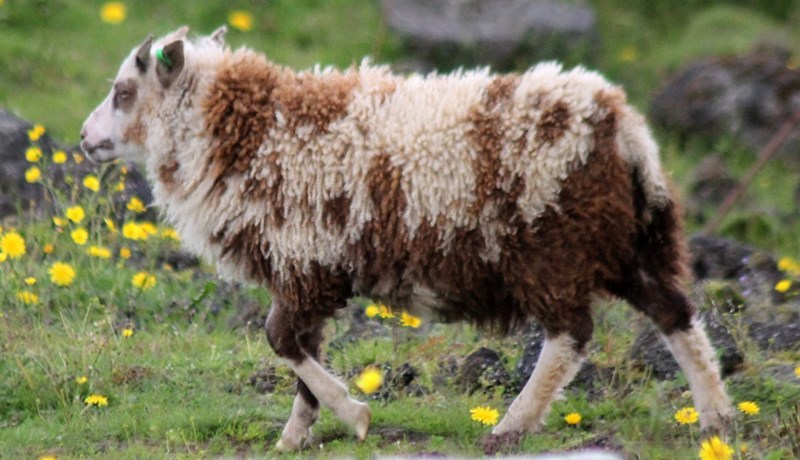 Lambið stendur allt fyrir sínu