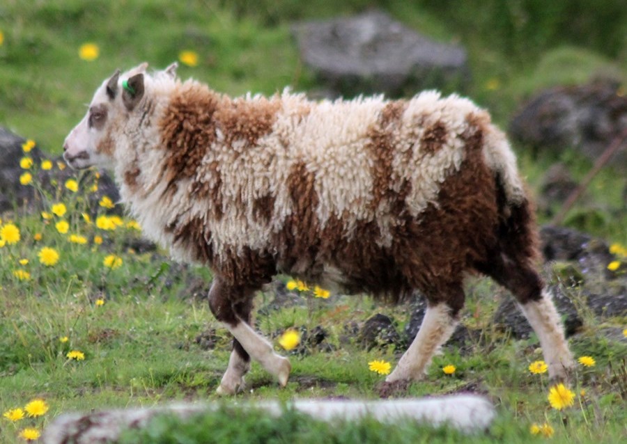 Lambið stendur allt fyrir sínu