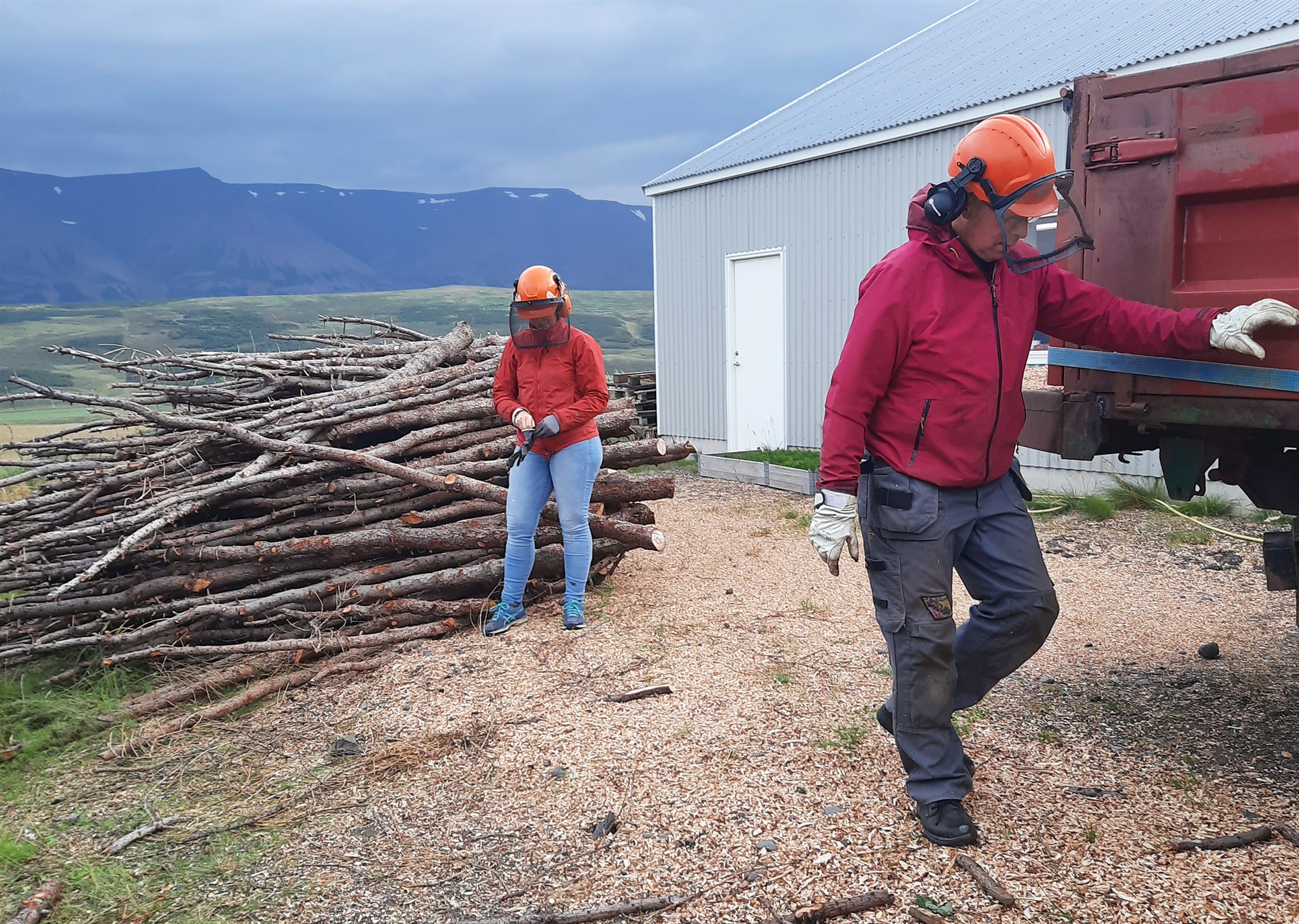 Kurlar grisjunarvið sem nýtist vel  sem undirburður í reiðskemmur