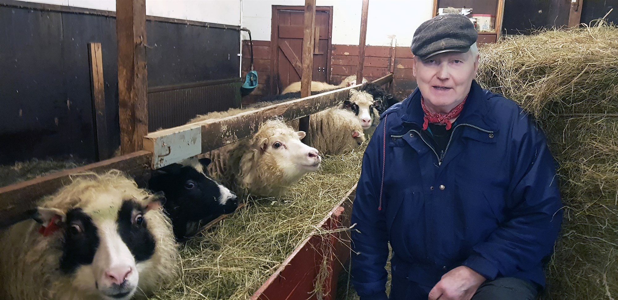 Fjárborg frístundabænda hefur lifað góðu lífi í Reykjavík í rúma hálfa öld