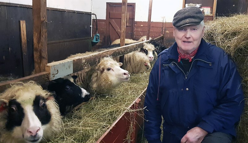 Fjárborg frístundabænda hefur lifað góðu lífi í Reykjavík í rúma hálfa öld