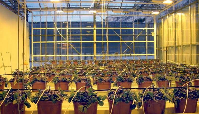 Jarðarberjarækt í gróðurhúsi - 1. hluti: Útplöntun og uppeldi