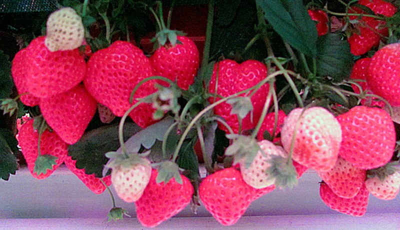 Vinnuskilyrði undir LED-ljósum