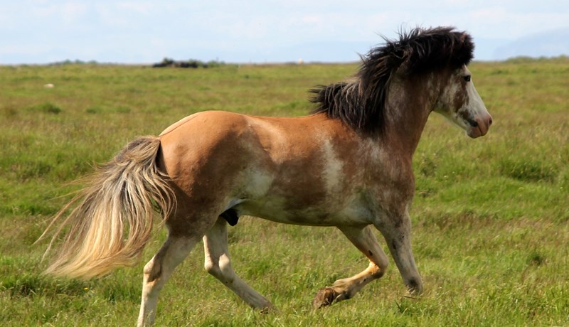 Fyrsti ýruskjótti hesturinn í íslenska hrossastofninum