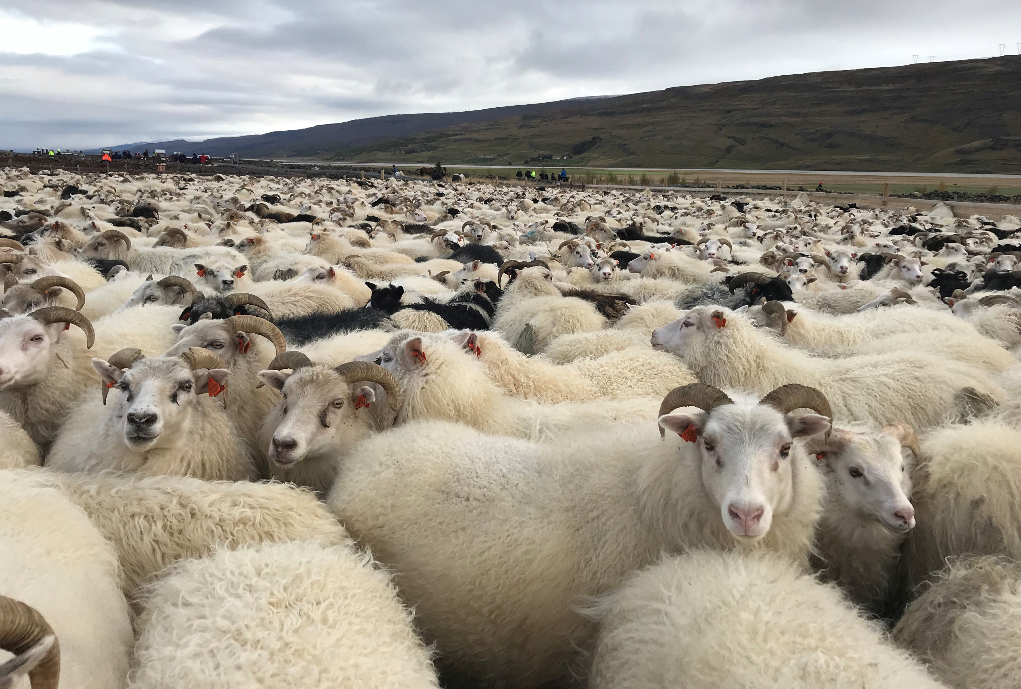 Áherslur í ýmsar áttir