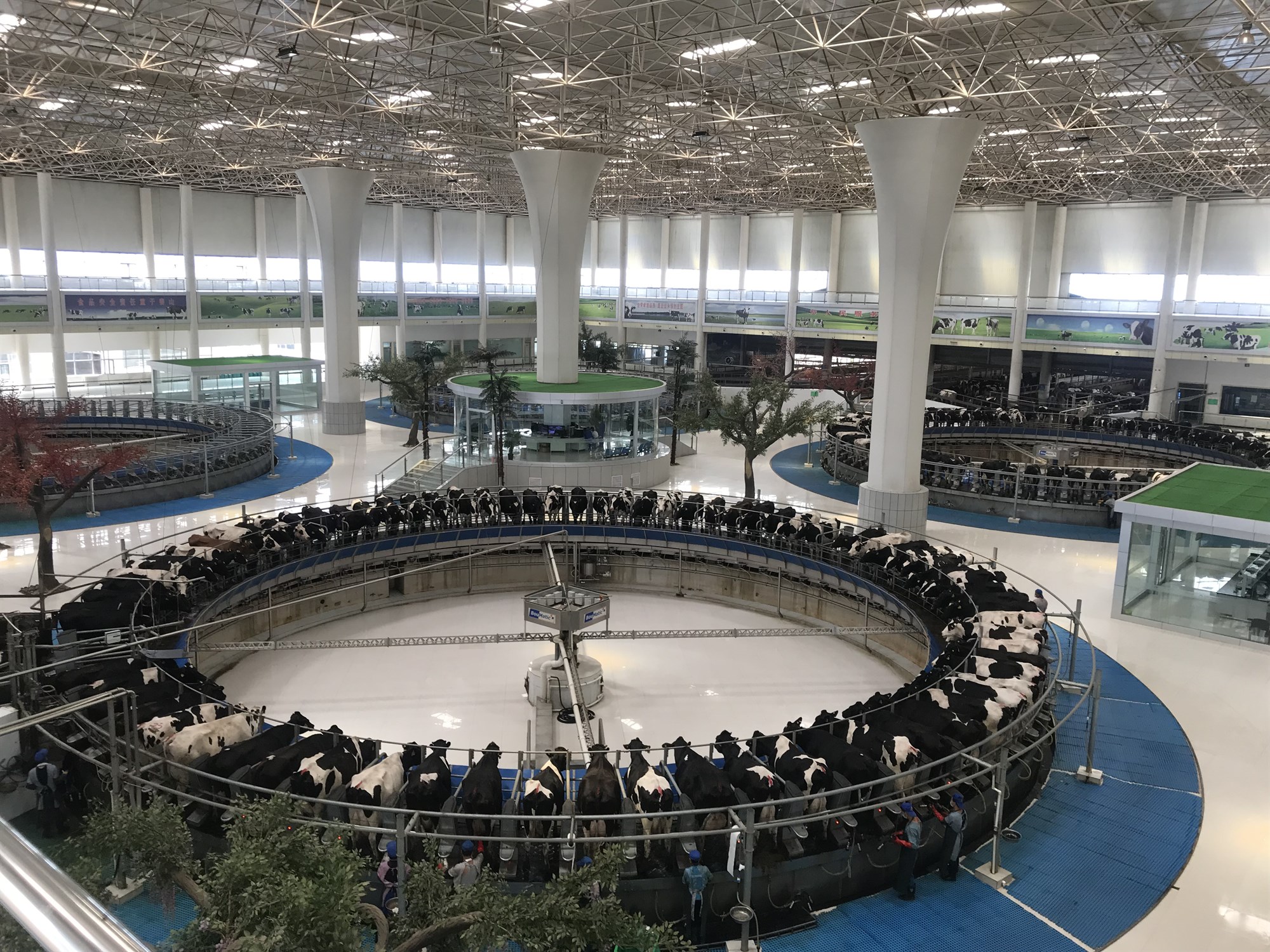 Sviptingar á kínverska mjólkurmarkaðinum