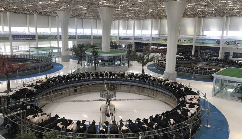 Sviptingar á kínverska mjólkurmarkaðinum