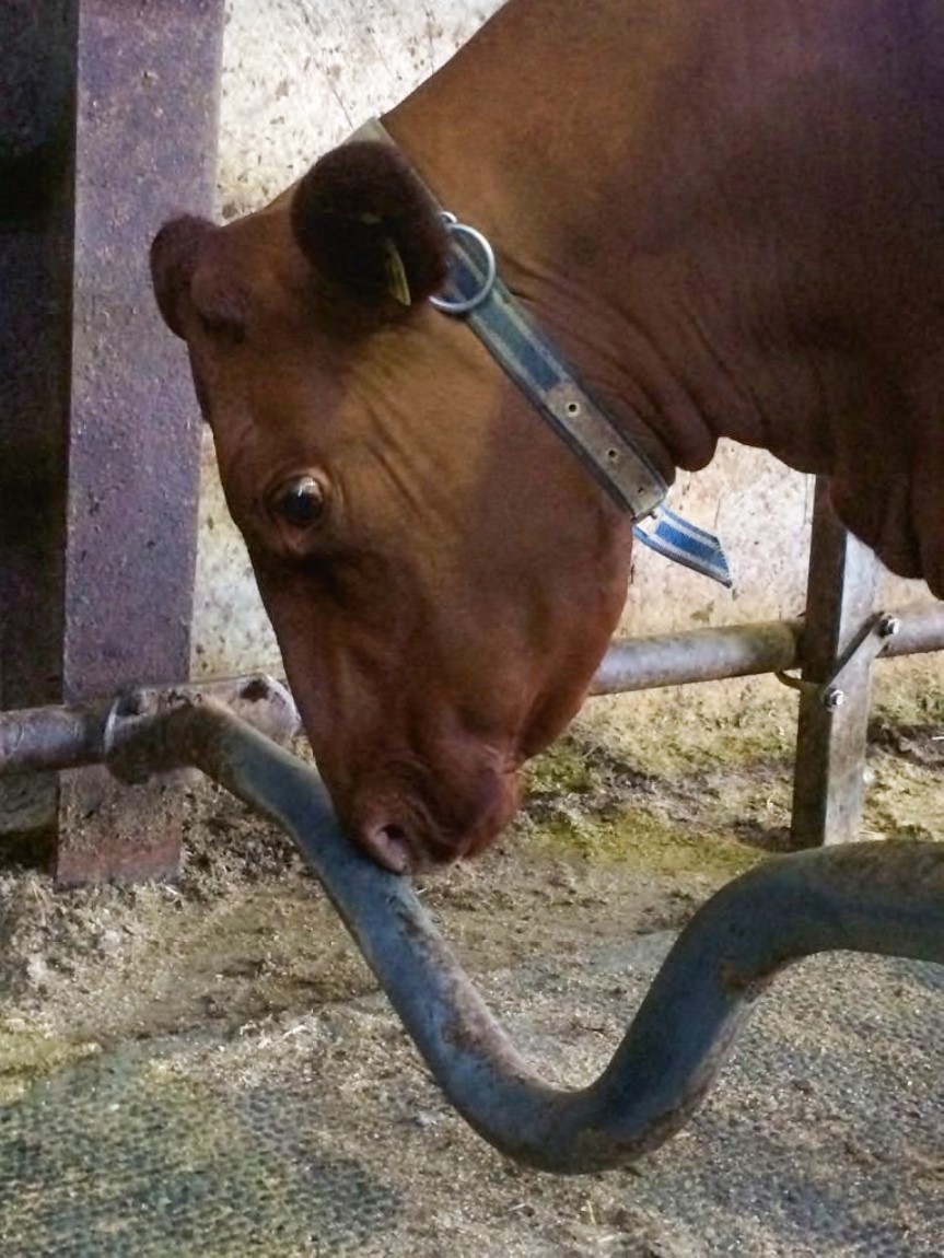 Óæskilegt atferli nautgripa