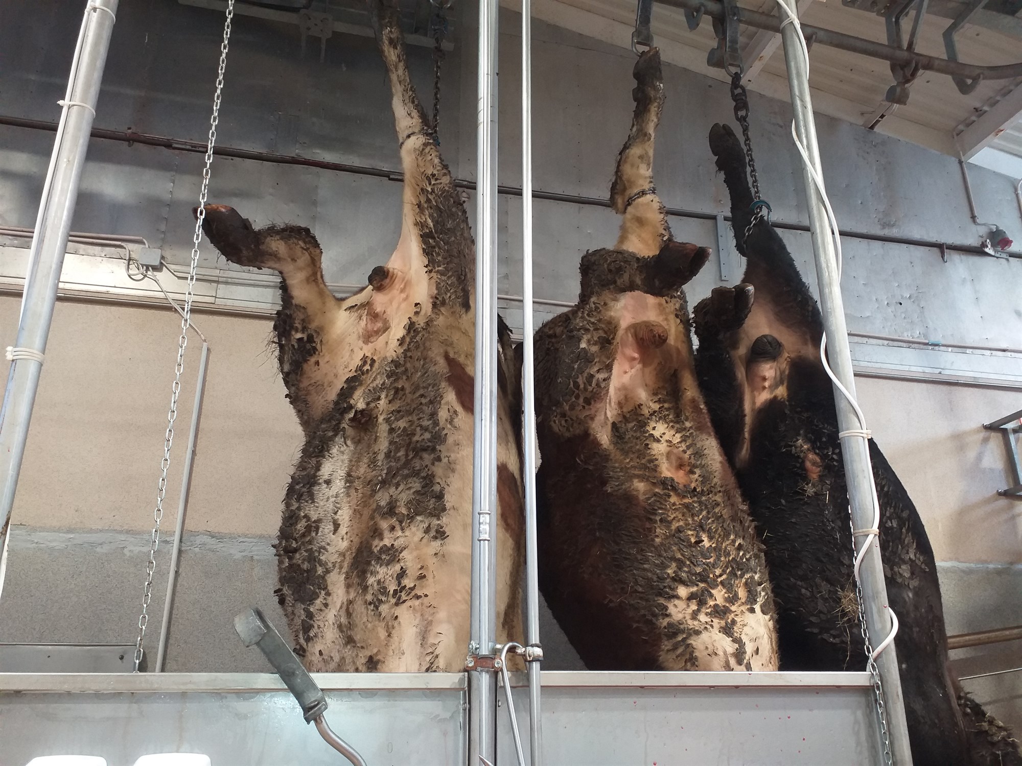 Hreinir gripir – til hvers?