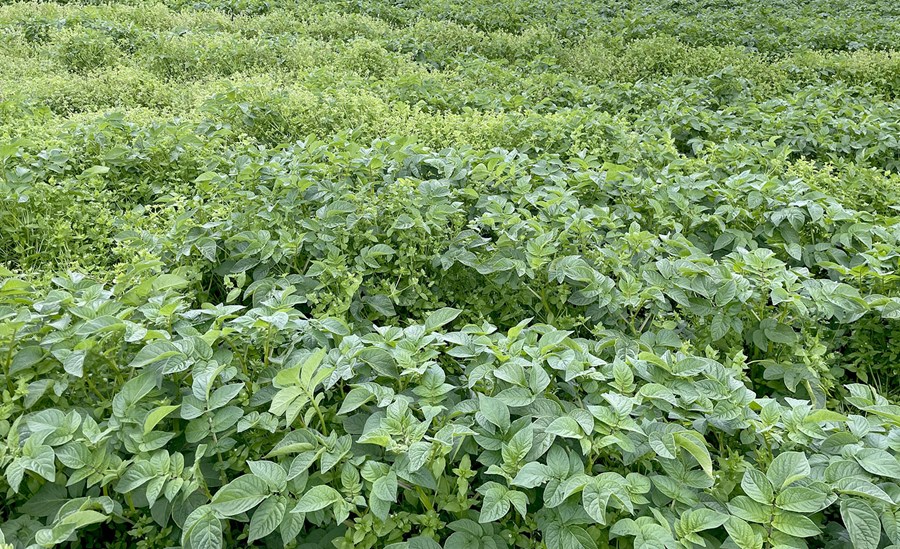 Haugarfi, sem sést hér inni á milli kartöflugrasa, er ein algengasta illgresistegundin á Íslandi og getur myndað stórar breiður ef hann er látinn óáreittur.