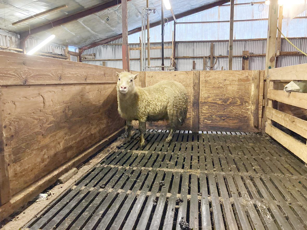 Fjársjóður fundinn í Dölunum