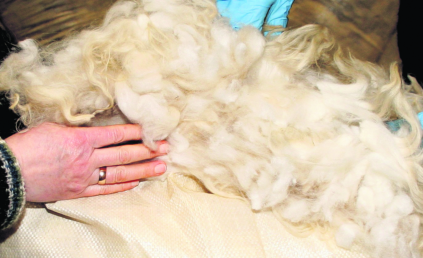 Staða í ullarmálum vegna COVID-19