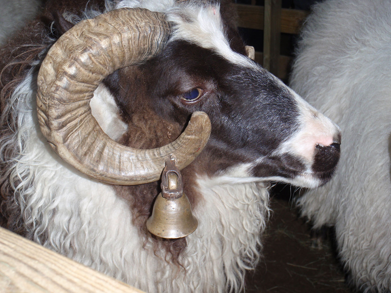 Tilraunir með álegg og hátíðarsteik