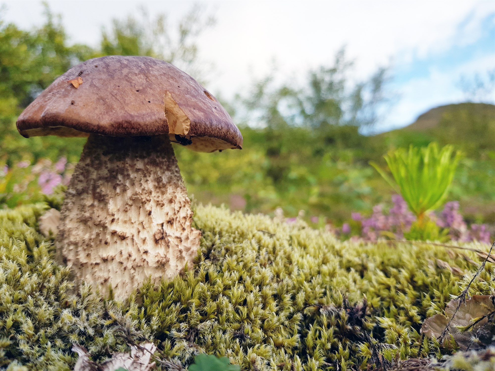 Að gera kleinu úr líparíti; mikilvægi fræðiheita