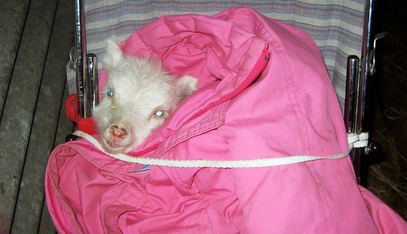 Sviðaveisla, grillveisla, ljósmyndasamkeppni og stórdansleikur