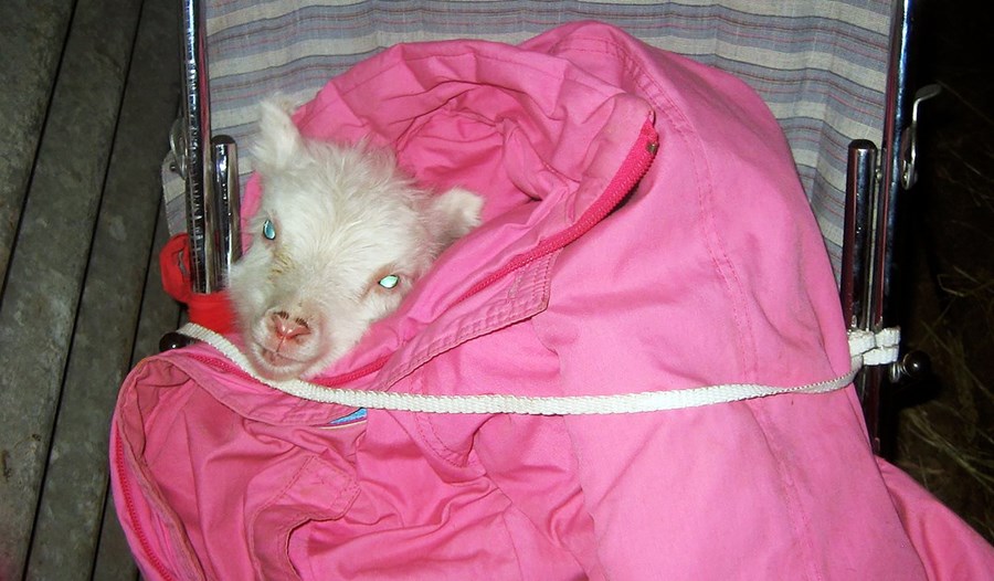 Dúkka 312 getur þakkað líf sitt umönnun Stellu í vor en hún var mjög líflítið lamb þegar hún fæddist. Hún fékk mömmu sína til að aðstoða sig við að gefa henni mjólk og vafði hana síðan inn í úlpuna sína og keyrði um í dúkkukerrunni. Þegar mamma Stellu kom