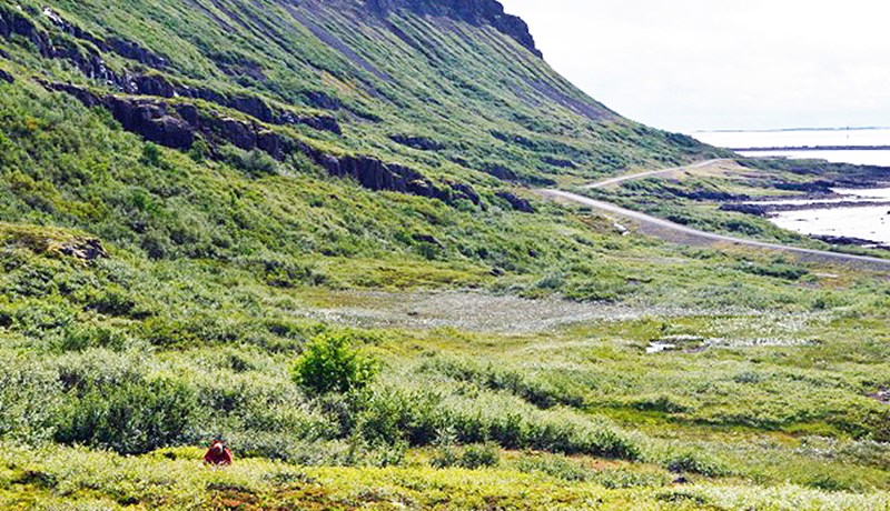 Vistfræði og sauðfjárbeit